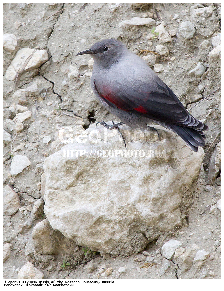 ����� ��������� �������, ������, ������������� ����, �������� , Tichodroma muraria, �����, �����, XYZ, �����������, Sittidae, ��������, ������������ ��������