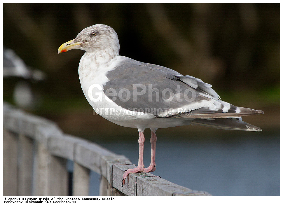  ������, ��������, ���������� �����, ������������� ����� , Larus schistisagus, ��������, �����, �����, �����������, ��������, ��������, �����, �����, ��������, �����������, ������� �����, ������� �����, XYZ, ��������, Laridae, ������������� �����, Larus schistisagus
