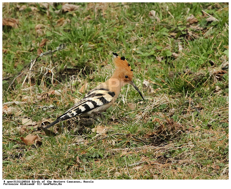 ����� ��������� �������, ������, ������������� ����, ���� , Upupa epops, �����, �����, XYZ, �����, Upupidae