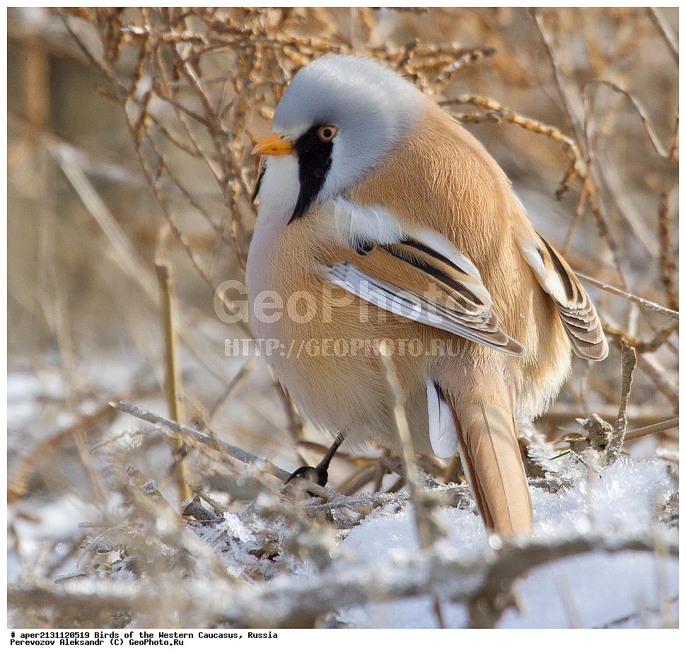 ����� ��������� �������, ������, ������������� ����, ������ ������ , Panurus biarmicus, ��������, ��������, �����, �����, ��������, �����������, XYZ, ������������ ������, ���������, Paradoxornithidae
