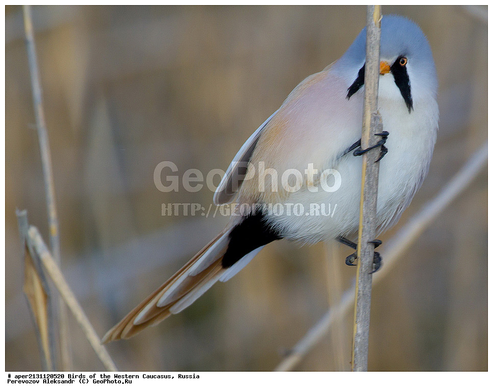 ����� ��������� �������, ������, ������������� ����, ������ ������ , Panurus biarmicus, ��������, ��������, �����, �����, ��������, �����������, XYZ, ������������ ������, ���������, Paradoxornithidae