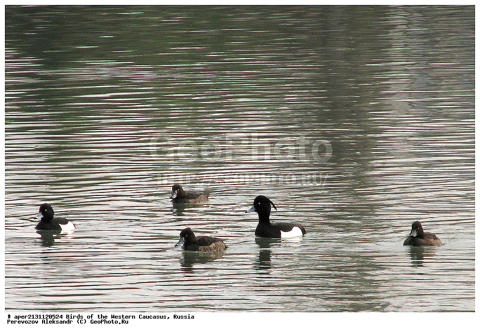 ����� ��������� �������, ������, ������������� ����, �������� ������� , Aythya fuligula, ��������, ��������, �����, �����, ��������, �����������, �����������������, ������������� �����, ������������� �����, XYZ, ������, Anatidae, Aythya fuligula