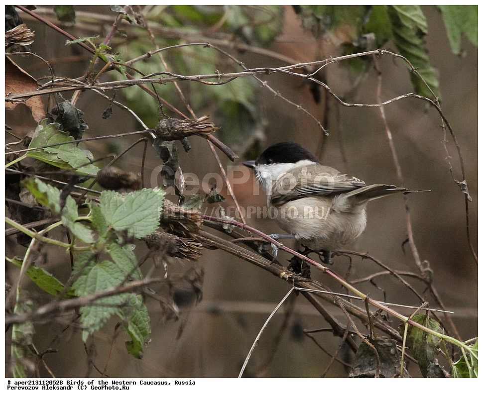 ����� ��������� �������, ������, ������������� ����, ������������ ������ , Parus palusrtis