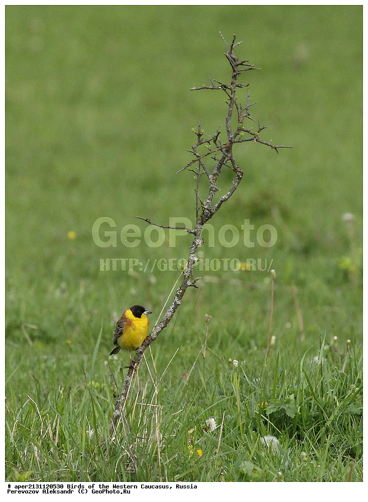 ����� ��������� �������, ������, ������������� ����, ������������ ������� , Granativora melanocephala, ��������, ��������, �����, �����, ��������, �����������, XYZ, ����������, Emberizidae, Emberiza melanocephala