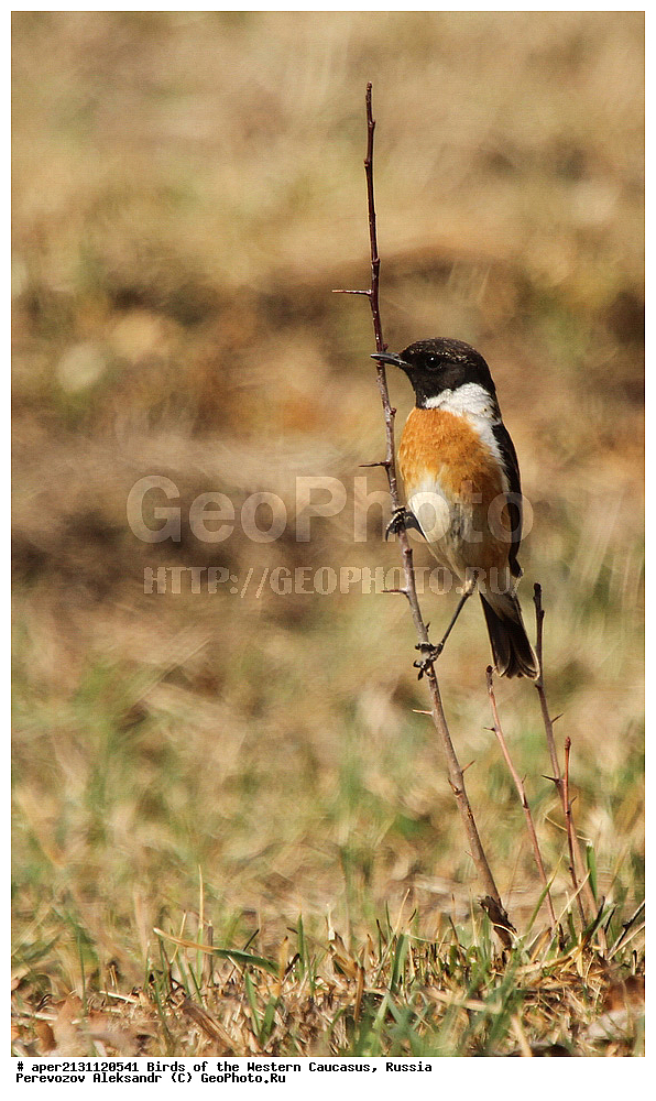 ����� ��������� �������, ������, ������������� ����, ������������ ����� , Saxicola torquata, ��������, ��������, �����, �����, ��������, �����������, XYZ, ������������, Muscicapidae, ����������� ������������ �����, Saxicola torquatus