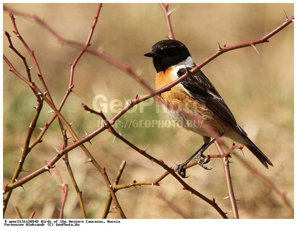 ����� ��������� �������, ������, ������������� ����, ������������ ����� , Saxicola torquata, ��������, ��������, �����, �����, ��������, �����������, XYZ, ������������, Muscicapidae, ����������� ������������ �����, Saxicola torquatus
