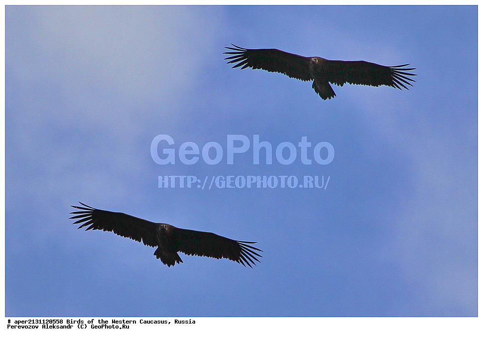 ����� ��������� �������, ������, ������������� ����, ������ ���� , Aegypius monachus, ��������, ��������, �����, �����, ��������, �����������, ������ �����, ������ �����, XYZ, ����������, Accipitridae, ׸���� ����, ����� ����