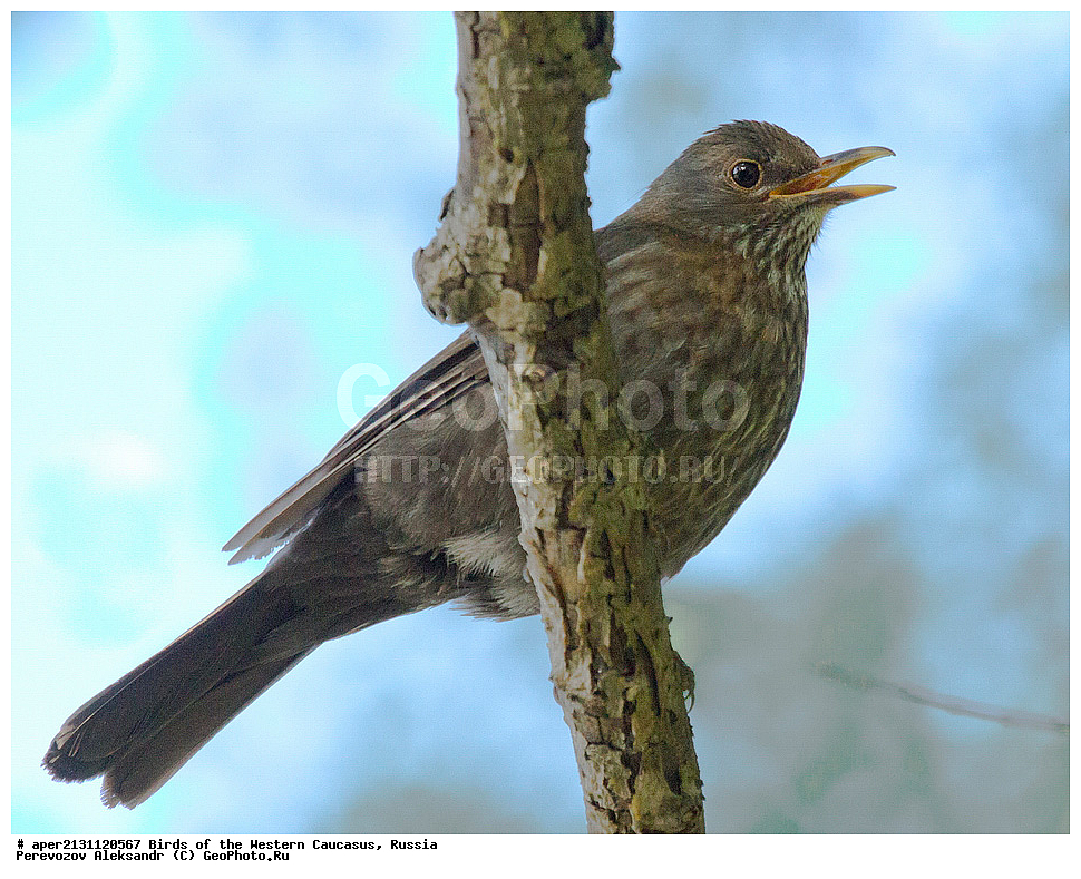 ����� ��������� �������, ������, ������������� ����, ������ ����� , Turdus merula, �����, �����, XYZ, ���������, Turdidae
