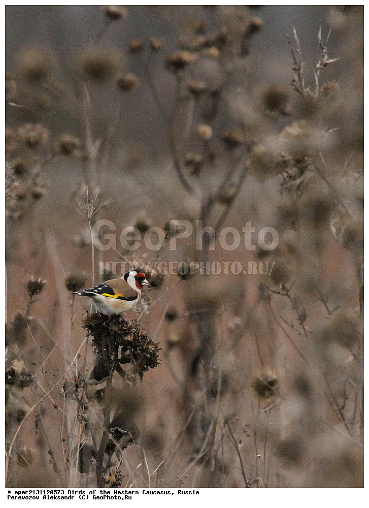 ����� ��������� �������, ������, ������������� ����, ����� , Carduelis carduelis, ��������, ��������, �����, �����, ��������, �����������, XYZ, ���������, Fringillidae, ������������ �����, ������������ �����