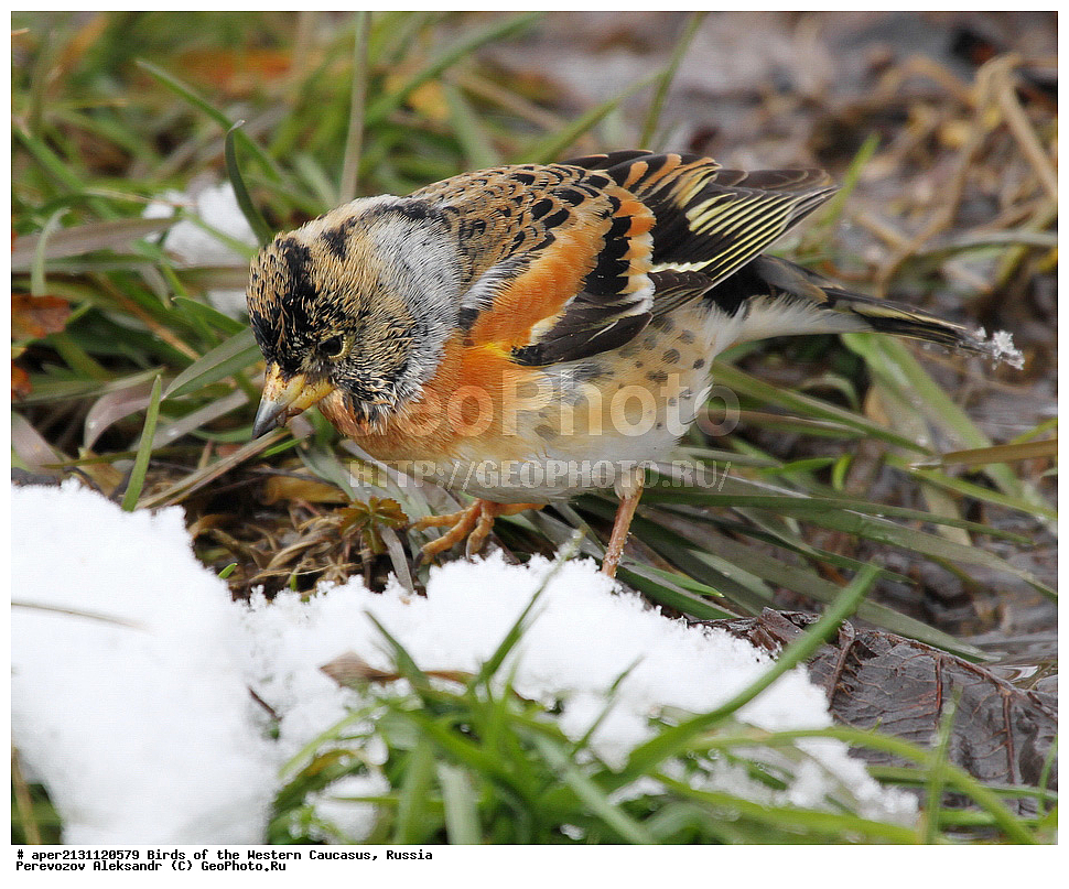 ����� ��������� �������, ������, ������������� ����, ���� , Fringilla montifringilla, ��������, ��������, �����, �����, ��������, �����������, XYZ, ���������, Fringillidae