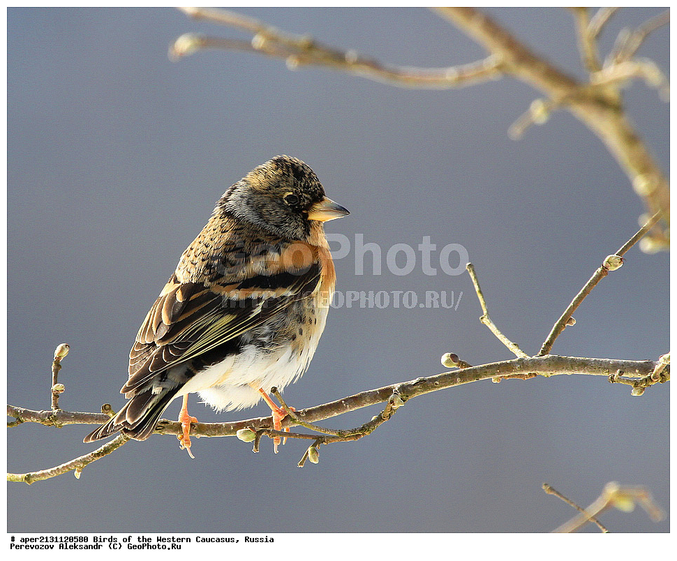 ����� ��������� �������, ������, ������������� ����, ���� , Fringilla montifringilla, ��������, ��������, �����, �����, ��������, �����������, XYZ, ���������, Fringillidae