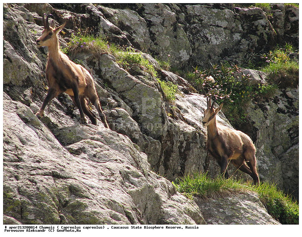 ������,  ���������� ��������������� ���������� ����������, ���������� ����������, �����, ������ �����������, �����, ������ �����, �������������, �����, �����, XYZ, ���������, Bovidae, �����, ׸���� ����, Rupicapra rupicapra