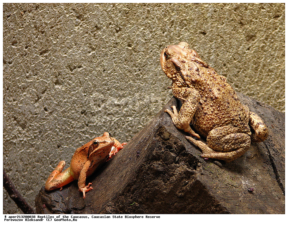  ��������������, ������,  ���������� ��������������� ���������� ����������, ���������� ����������, ��������, ����,, �����������