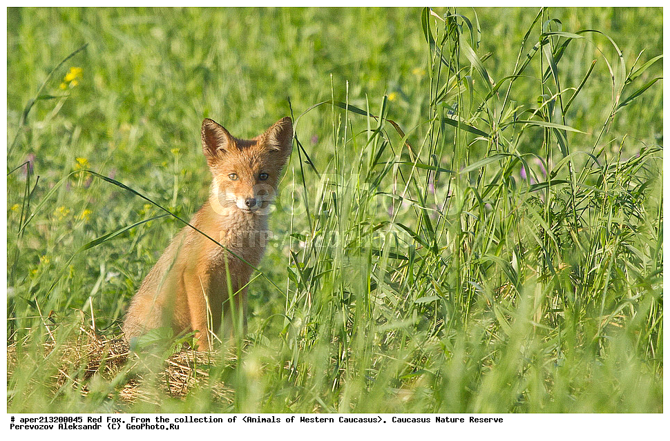 ���������� ����������, ���������� ����������, ��������, ���������, �����, ������, ����, ������, ���, ��������, ��������, �������������, �������������, �����, �����, �������, ������, XYZ, ������, �������, ������, Canidae, ������������ ������, ����� ������, ����, Vulpes vulpes, ��������������, �������������, ��������������