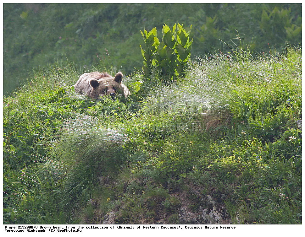 ���������� ����������, ���������� ����������, ��������, ���������, �����, ������, ����, ������, ���, ������������� ����, ���������� ������, ���������-���������� ����������, ������, ���, ������, �������� ������, ���������� ��������������� ����������, ���������� ��������������� ��������� ���������� ���������� ����� �. �. �����������, ��������, ��������, �������������, �������������, �����, �����, �������, ������, XYZ, ��������, Ursidae, ���������� ����� �������, Ursus arctos meridionalis, Ursus arctos syriacus, ����� �������, ������������ �������, Ursus arctos, ��������������, �������������, ��������������