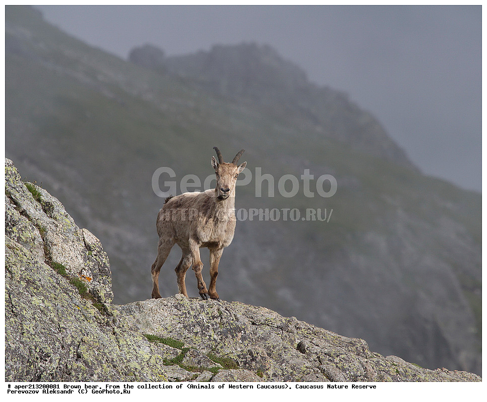 ���������� ����������, ���������� ����������, ��������, �����, ������, ������, ���, ������������� ����, ���������� ������, ���������-���������� ����������, ������, ���, ������, �������� ������, ���������� ��������������� ����������, ���������� ��������������� ��������� ���������� ���������� ����� �. �. �����������, ��������, ��������, �������������, �������������, �����, �����, XYZ, ���������, Bovidae, ����������������� ���, ��������� ���, ���������� ������ ����, ���������� ������ �����, Capra caucasica