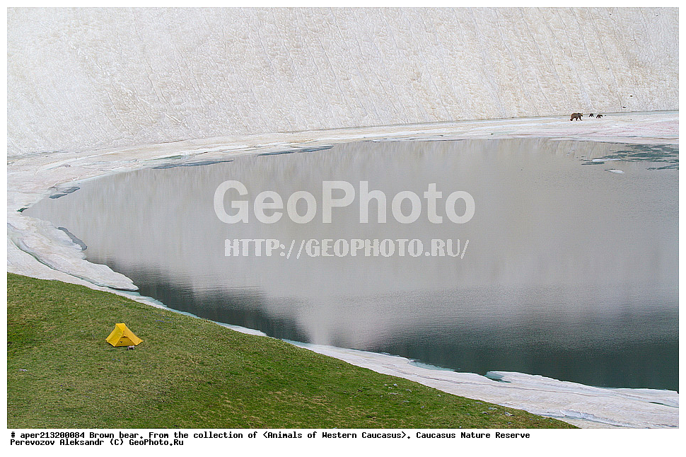 ���������� ����������, ���������� ����������, ��������, ���������, �����, ������, ����, ������, ���, ������������� ����, ���������� ������, ���������-���������� ����������, ������, ���, ������, �������� ������, ���������� ��������������� ����������, ���������� ��������������� ��������� ���������� ���������� ����� �. �. �����������, ��������, ��������, �������������, �������������, �����, �����, �������, ������, XYZ, ��������, Ursidae, ���������� ����� �������, Ursus arctos meridionalis, Ursus arctos syriacus, ����� �������, ������������ �������, Ursus arctos, ��������������, �������������, ��������������