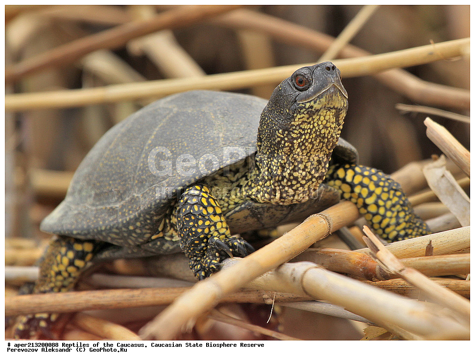 ��������������, ������,  ���������� ��������������� ���������� ����������, ���������� ����������, ��������, ����, Emys orbicularis, �����������
�������� ��������, �������� ��������, ���������� ������, ������, ������, ��������, ��������, ��������������, ��������������, ��������, ��������, XYZ, ������������ ������������ ��������, Emydidae, ����������� �������� ��������, Emys orbicularis, Testudo orbicularis, Emys iberica