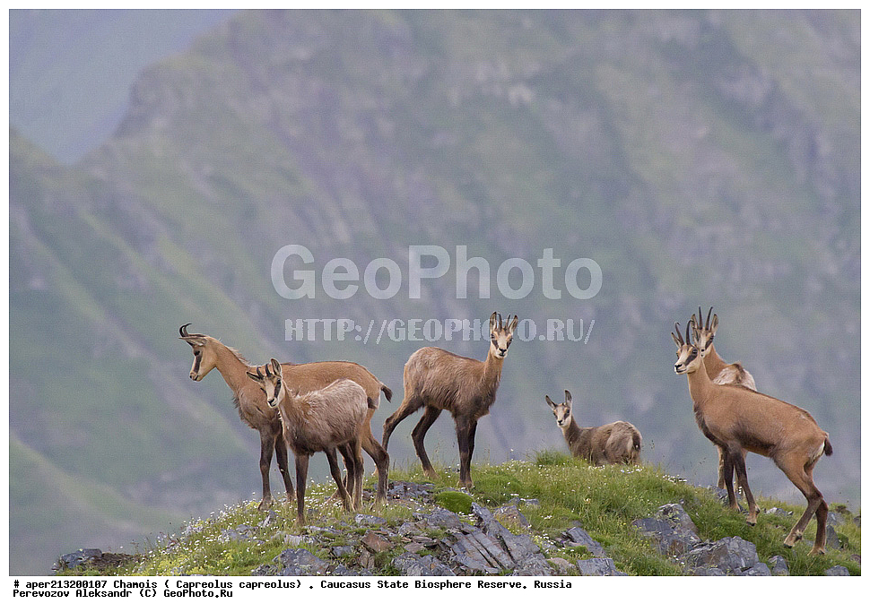 ������,  ���������� ��������������� ���������� ����������, ���������� ����������, �����, ������ �����������, �����, ������ �����, �������������, �����, �����, XYZ, ���������, Bovidae, �����, ׸���� ����, Rupicapra rupicapra