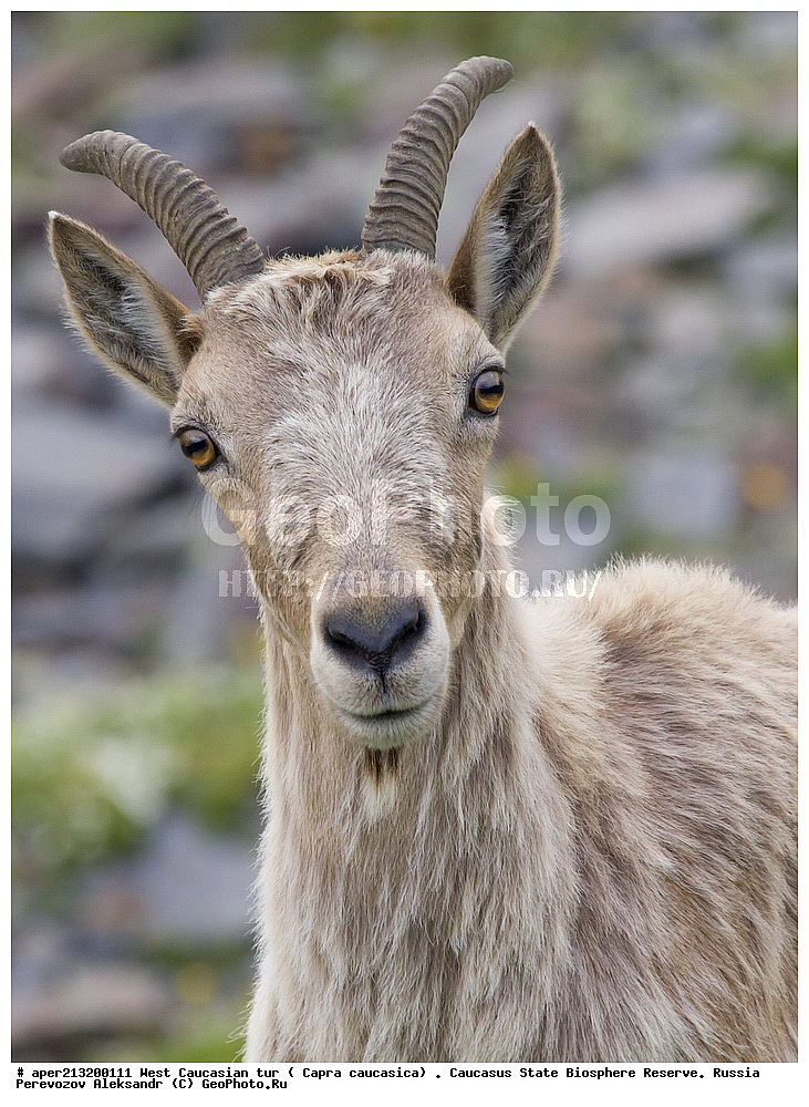  ������,  ���������� ��������������� ���������� ����������, ���������� ����������, ����������������� ���, ���, ���������, ��������� �����, ��������, ��������, �������������, �������������, �����, �����, XYZ, ���������, Bovidae, ����������������� ���, ��������� ���, ���������� ������ ����, ���������� ������ �����, Capra caucasica