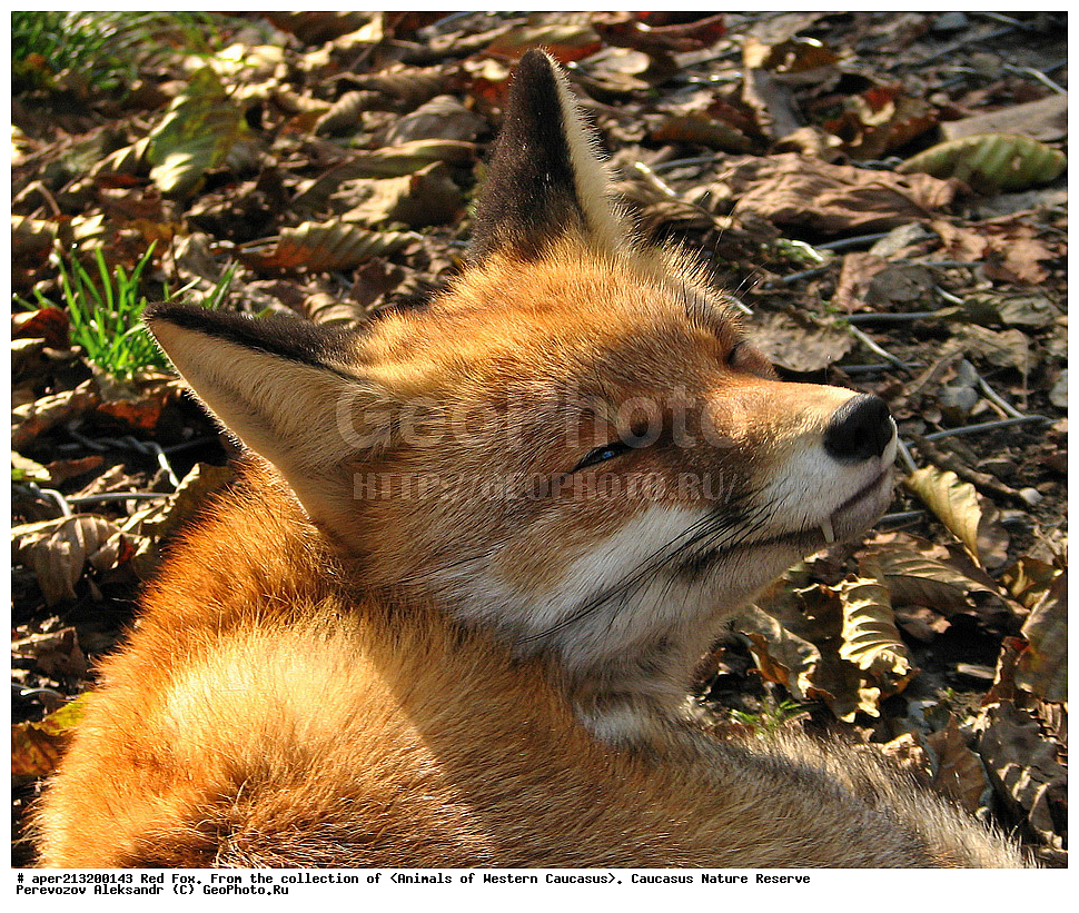 ���������� ����������, ���������� ����������, ��������, ���������, �����, ������, ����, ������, ���, ��������, ��������, �������������, �������������, �����, �����, �������, ������, XYZ, ������, �������, ������, Canidae, ������������ ������, ����� ������, ����, Vulpes vulpes, ��������������, �������������, ��������������