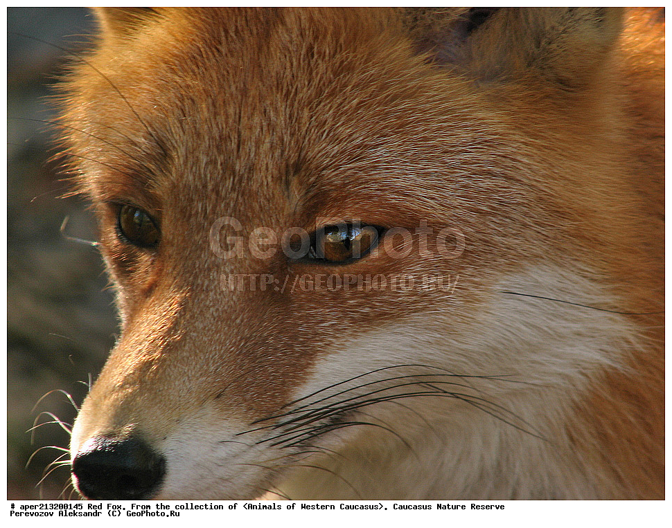 ���������� ����������, ���������� ����������, ��������, ���������, �����, ������, ����, ������, ���, ��������, ��������, �������������, �������������, �����, �����, �������, ������, XYZ, ������, �������, ������, Canidae, ������������ ������, ����� ������, ����, Vulpes vulpes, ��������������, �������������, ��������������