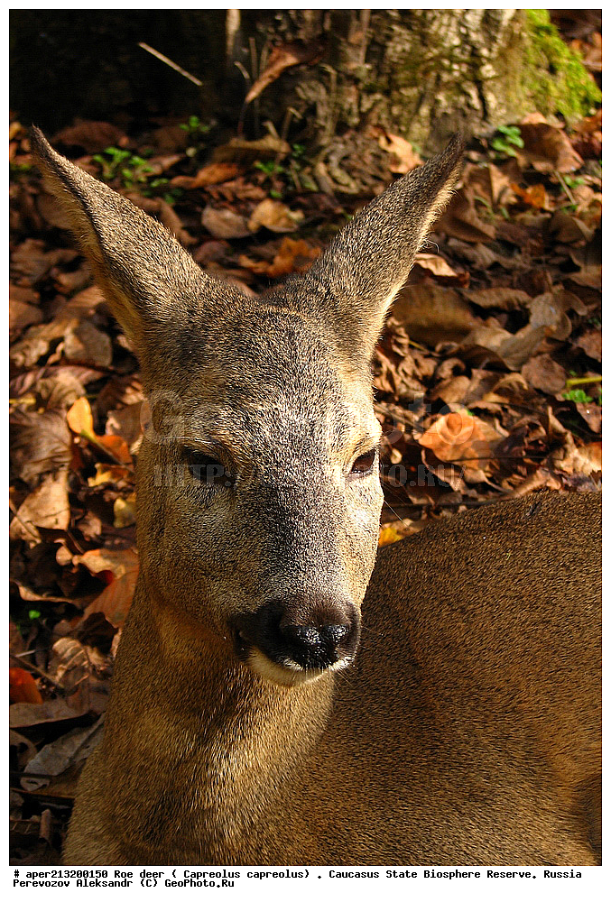 ������,  ���������� ��������������� ���������� ����������, ���������� ����������, �����, ������ ����������� , �������������, �����, �����, XYZ, ��������, ������, Cervidae, ����������� ������, ������, ����� ����, ������, Capreolus capreolus