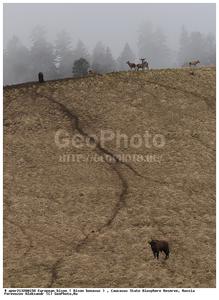 ������,  ���������� ��������������� ���������� ����������, ���������� ����������, ����������� ����, ����, ���������, �������������, �����, �����, XYZ, ���������, Bovidae, ����, ����������� ����, Bison bonasus, ������, ����������, ����������, ������, ����������, ����������