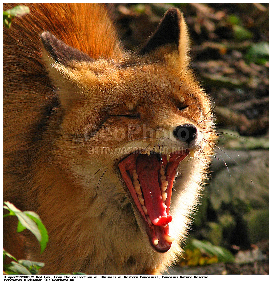 ���������� ����������, ���������� ����������, ��������, ���������, �����, ������, ����, ������, ���, ��������, ��������, �������������, �������������, �����, �����, �������, ������, XYZ, ������, �������, ������, Canidae, ������������ ������, ����� ������, ����, Vulpes vulpes, ��������������, �������������, ��������������