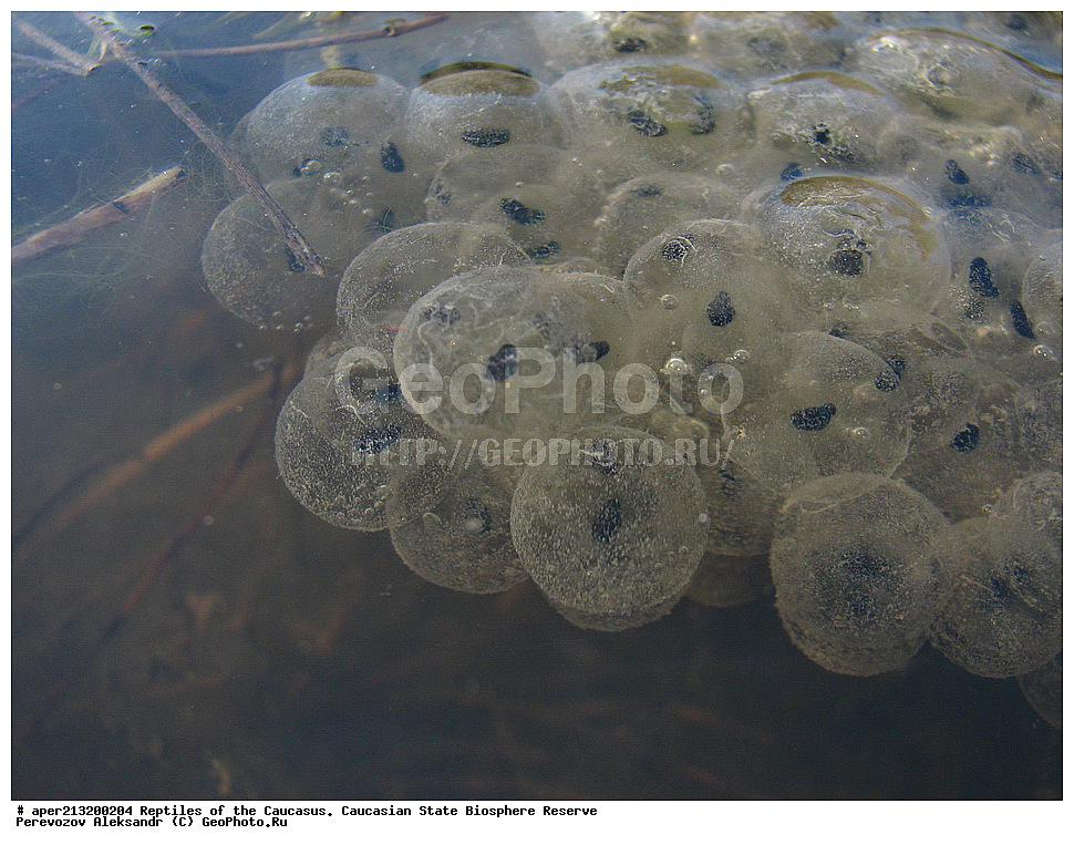  ��������������, ������,  ���������� ��������������� ���������� ����������, ���������� ����������, ��������, ����,, �����������