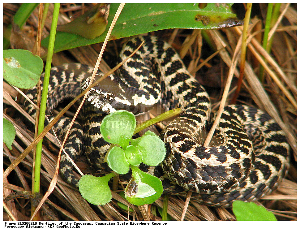  ��������������, ������,  ���������� ��������������� ���������� ����������, ���������� ����������, ��������, ����,