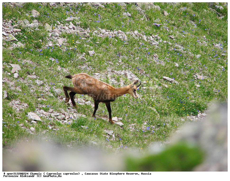 ������,  ���������� ��������������� ���������� ����������, ���������� ����������, �����, ������ �����������, �����, ������ �����, �������������, �����, �����, XYZ, ���������, Bovidae, �����, ׸���� ����, Rupicapra rupicapra