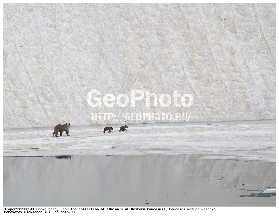 ���������� ����������, ���������� ����������, ��������, ���������, �����, ������, ����, ������, ���, ������������� ����, ���������� ������, ���������-���������� ����������, ������, ���, ������, �������� ������, ���������� ��������������� ����������, ���������� ��������������� ��������� ���������� ���������� ����� �. �. �����������, ��������, ��������, �������������, �������������, �����, �����, �������, ������, XYZ, ��������, Ursidae, ���������� ����� �������, Ursus arctos meridionalis, Ursus arctos syriacus, ����� �������, ������������ �������, Ursus arctos, ��������������, �������������, ��������������