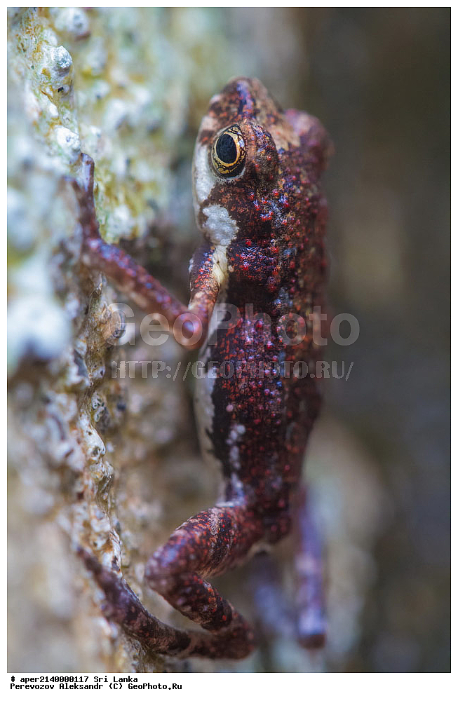 ��������, ��������, �����������, �����������, �������, �������, ���-�����, ��������������� ���������������� ���������� ���-�����, ������, ������������ ���� ����������, �������, ����������� ���, �������� ���, ����������� ��������