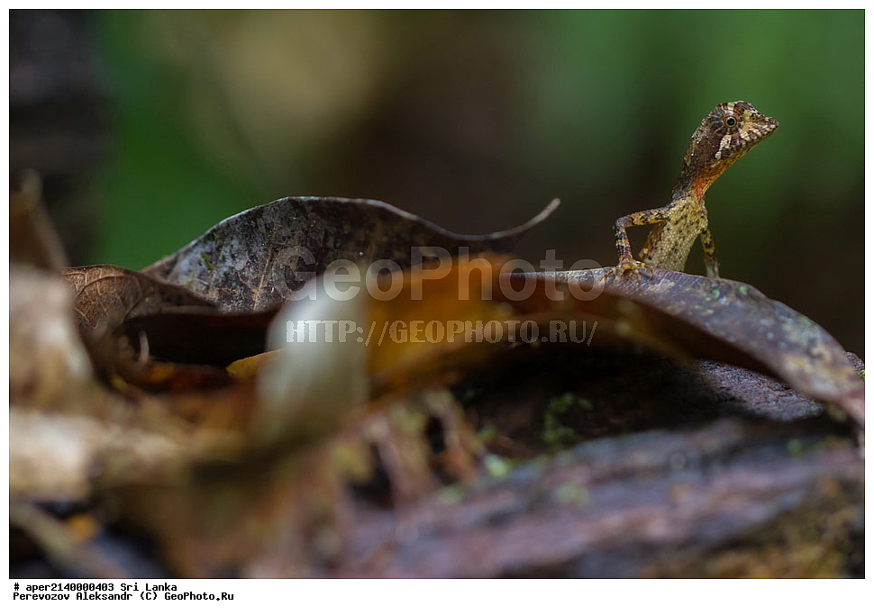 ��������, ��������, ��������������, ��������������, ��������, ��������, ��������, Agamidae, ���-�����, ��������������� ���������������� ���������� ���-�����, ������, XYZ, ���������� ���������� �����, Otocryptis wiegmanni, �������, ����������� ���, �������� ���, ����������� ��������