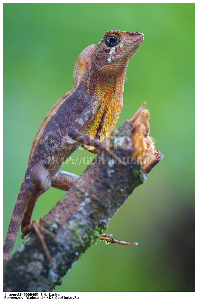 ��������, ��������, ��������������, ��������������, ��������, ��������, ��������, Agamidae, ���-�����, ��������������� ���������������� ���������� ���-�����, ������, XYZ, ���������� ���������� �����, Otocryptis wiegmanni, �����, ����� ��������������, �������, ����������� ���, �������� ���, ����������� ��������