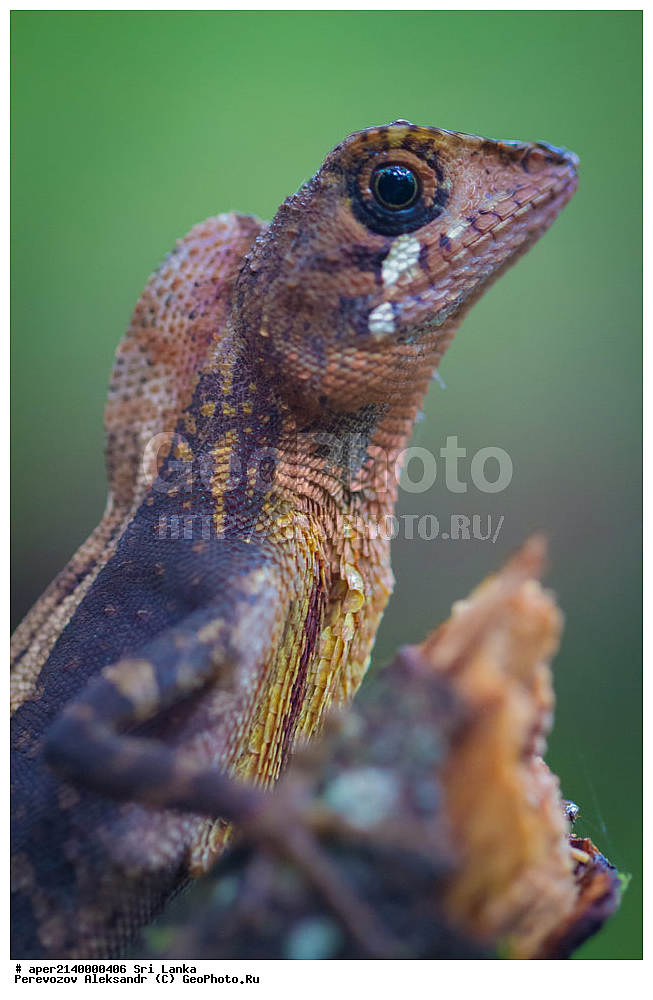 ��������, ��������, ��������������, ��������������, ��������, ��������, ��������, Agamidae, ���-�����, ��������������� ���������������� ���������� ���-�����, ������, XYZ, ���������� ���������� �����, Otocryptis wiegmanni, �����, ����� ��������������, �������, ����������� ���, �������� ���, ����������� ��������