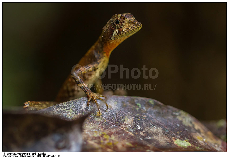 ��������, ��������, ��������������, ��������������, ��������, ��������, ��������, Agamidae, ���-�����, ��������������� ���������������� ���������� ���-�����, ������, XYZ, ���������� ���������� �����, Otocryptis wiegmanni, �������, ����������� ���, �������� ���, ����������� ��������