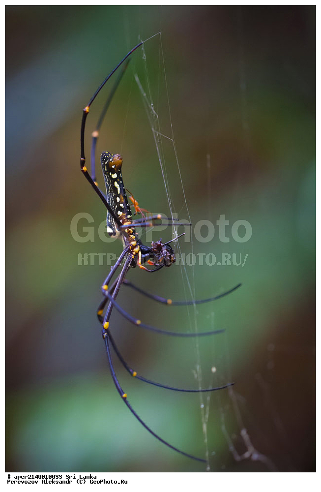 ��������������, ������������ ���� ����������, ���-�����, ��������������� ���������������� ���������� ���-�����, ������, �������, ����������� ���, �������� ���, ����������� ��������, ����, �������, �������, ����-���������, ����-�����