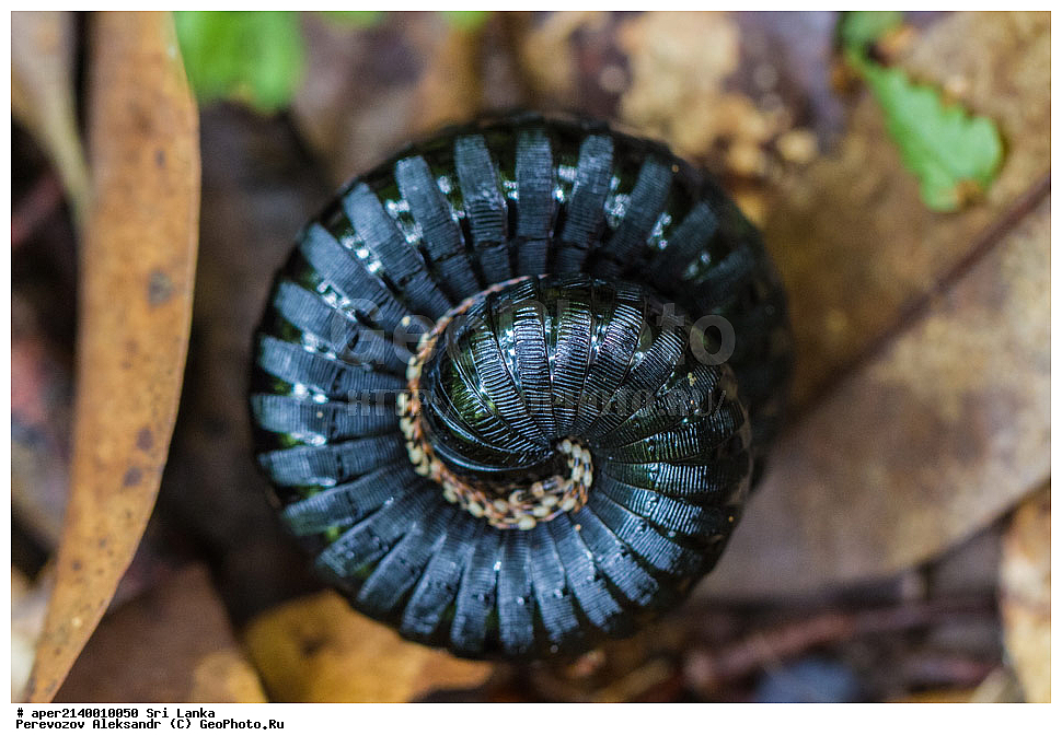 ������ ���������, ������������ ���� ����������, ���-�����, ��������������� ���������������� ���������� ���-�����, ������, �������, ����������� ���, �������� ���, ����������� ��������