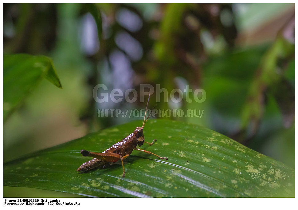 ��������������, ������������ ���� ����������, ���-�����, ��������������� ���������������� ���������� ���-�����, ������, �������, ����������� ���, �������� ���, ����������� ��������