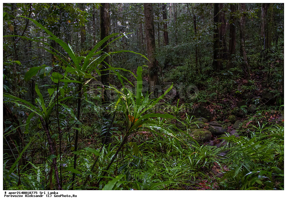 ��������, ������������ ���� ����������, ���-�����, ��������������� ���������������� ���������� ���-�����, ������, �������, ����������� ���, �������� ���