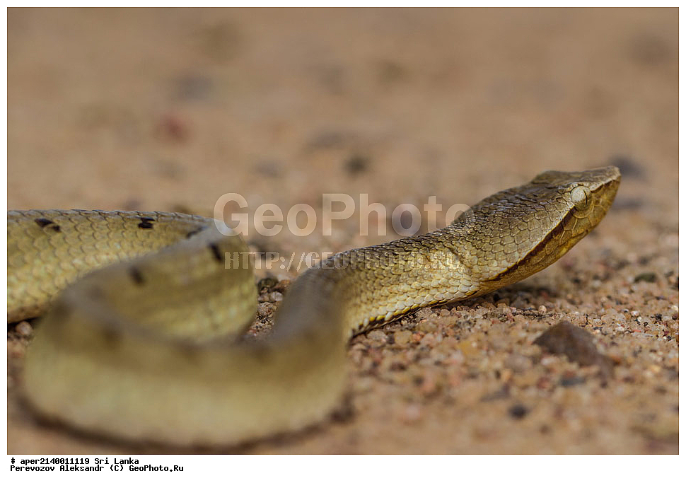 ������� �����, ���-�����, ��������������� ���������������� ���������� ���-�����, ������, ��������, ��������, ��������������, ��������������, ��������, ��������, ���������, Viperidae, XYZ, ���������� �����������, Hypnale hypnale