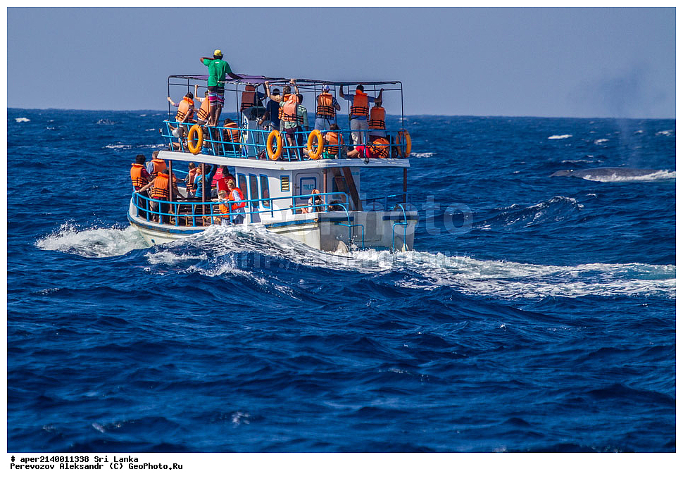 ����, �������, ���������, ���-�����, ��������������� ���������������� ���������� ���-�����, ������, ��������, ��������, ������� �������������, ������� �������������, ������� �����, ������� �����, XYZ, ������������� ����, ����������, Balaenopteridae, ����� ���, ������� ���, ������, Balaenoptera musculus