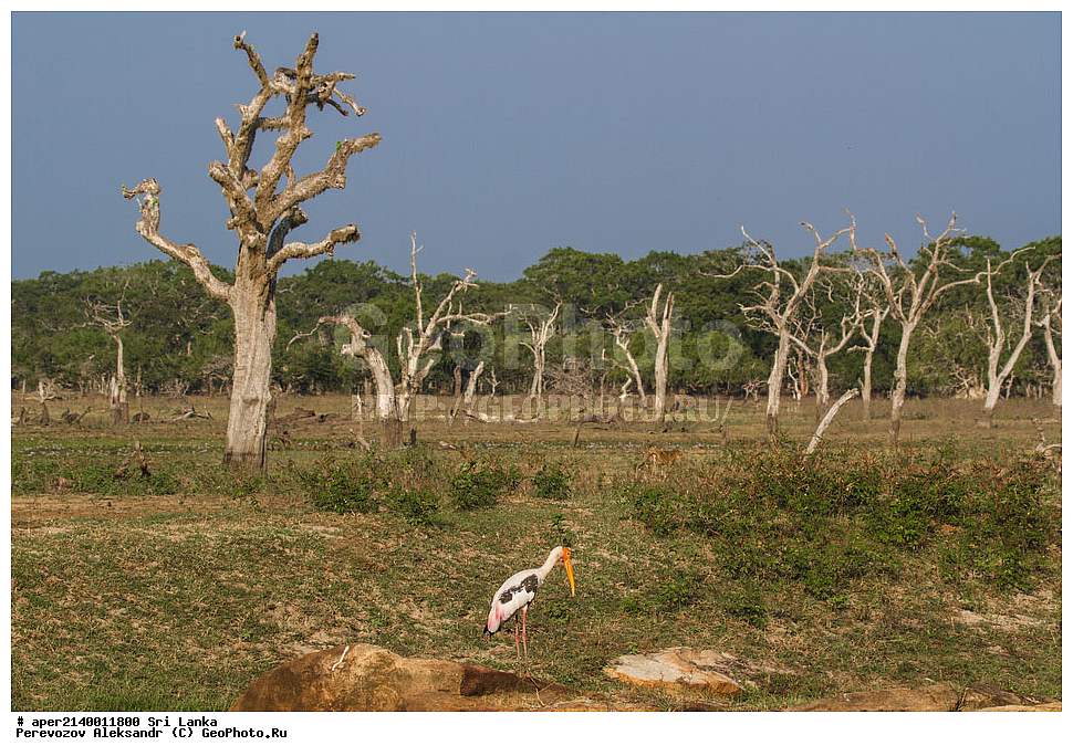 �����, ������������ ���� ���, ���-�����, ��������������� ���������������� ���������� ���-�����, ������, ��������, ��������, �����, �����, ��������, �����������, ��������, Ciconiidae, XYZ, ��������� ������, Mycteria leucocephala