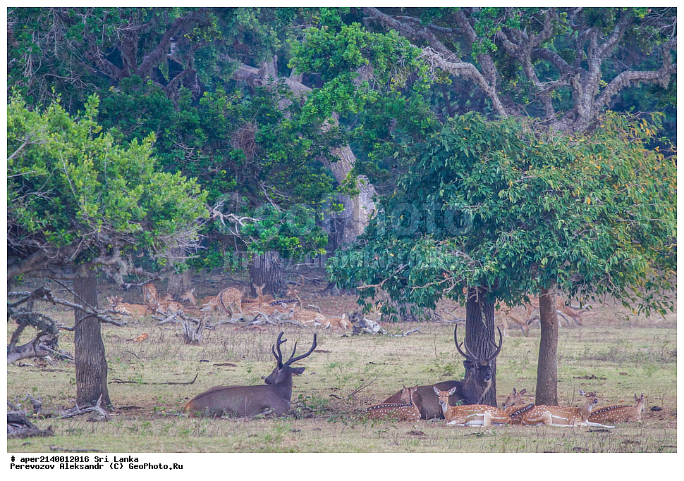 ��������, ������������ ���� ���, ���-�����, ��������������� ���������������� ���������� ���-�����, ������