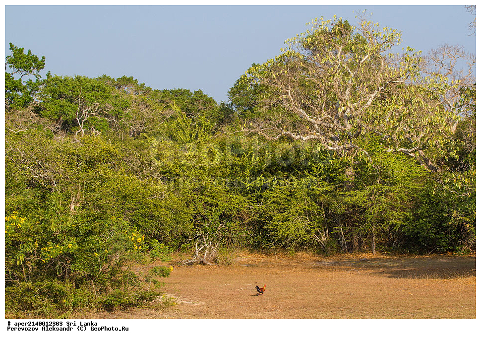 �����, ������������ ���� ���, ���-�����, ��������������� ���������������� ���������� ���-�����, ������, ��������, ��������, �����, �����, ��������, �����������, ���������, Phasianidae, ���������� ���������� ������, ����� ���������� �����, Gallus lafayettii, Gallus lafayetii, XYZ