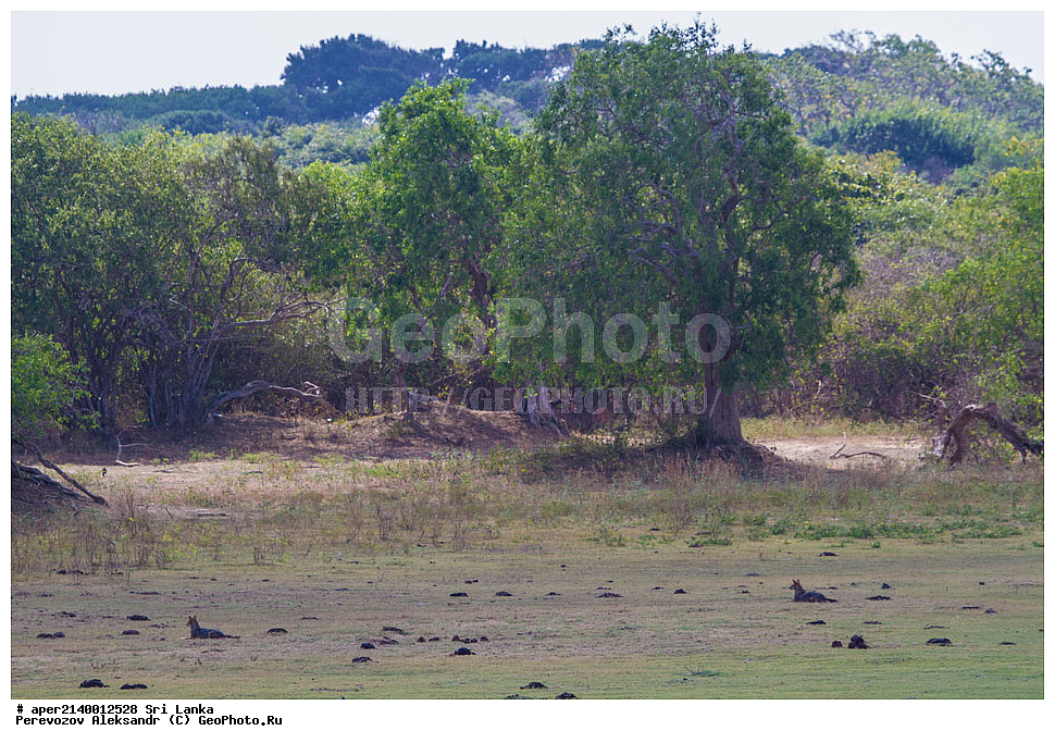 ��������, ������������ ���� ���, ���-�����, ��������������� ���������������� ���������� ���-�����, ������, ��������, ��������, �������������, �������������, �����, �����, �������, ������, XYZ, ������, �������, ������, Canidae, ������������ �����, ��������� �����, �������, ����������� ����, Canis aureus