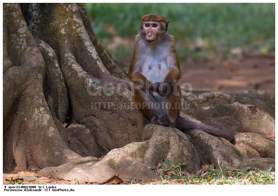 ������������ ���, ������, �����, ���-�����, ��������������� ���������������� ���������� ���-�����, ������