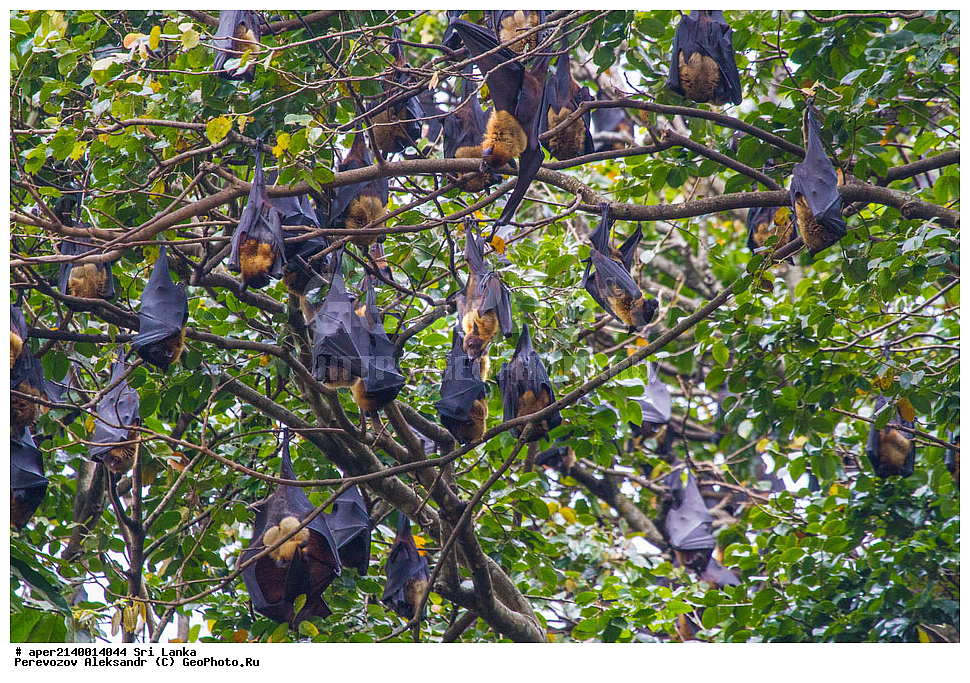 ����������, ������������ ���, ������, �����, ���-�����, ��������������� ���������������� ���������� ���-�����, ������